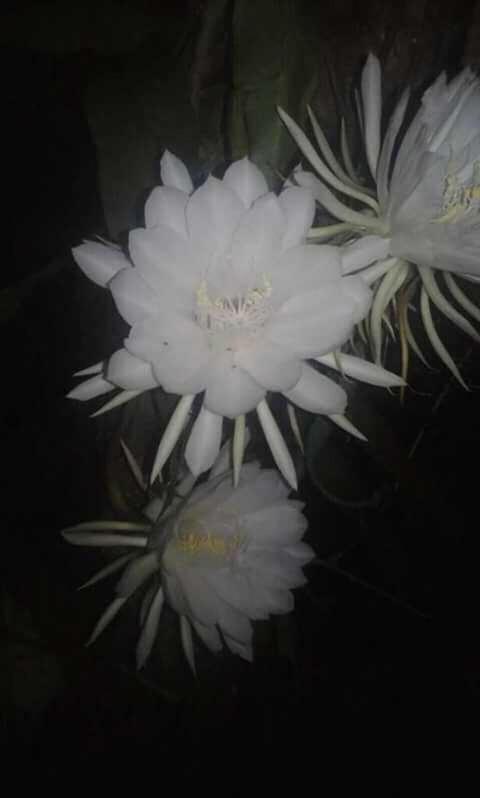 Pondok Diana Arta Jasri ภายนอก รูปภาพ